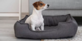What Are the Best Dog Beds for Small Breeds?
